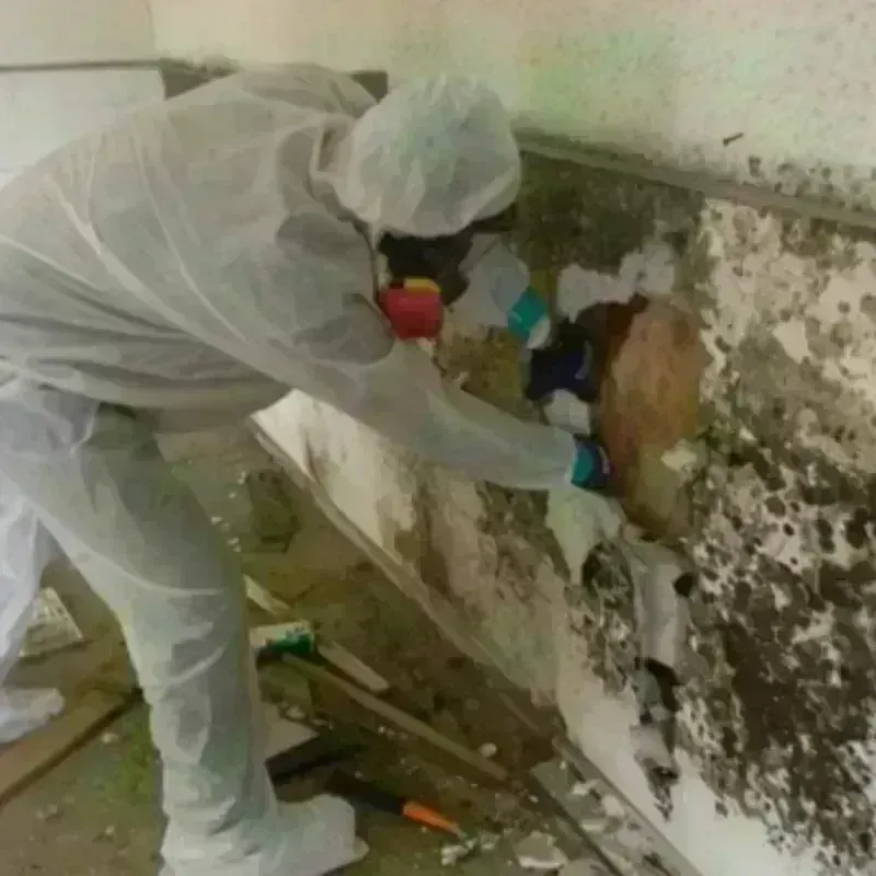 Mold Remediation and Removal in Guttenberg, NJ